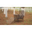 Ensemble de chaises longues inclinables 45 po avec table Cllgone-703205134-759647664