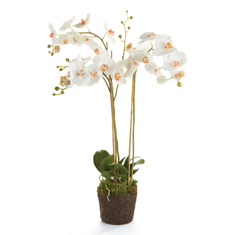 Conservatory Phalaenopsis Orchid Drop-in