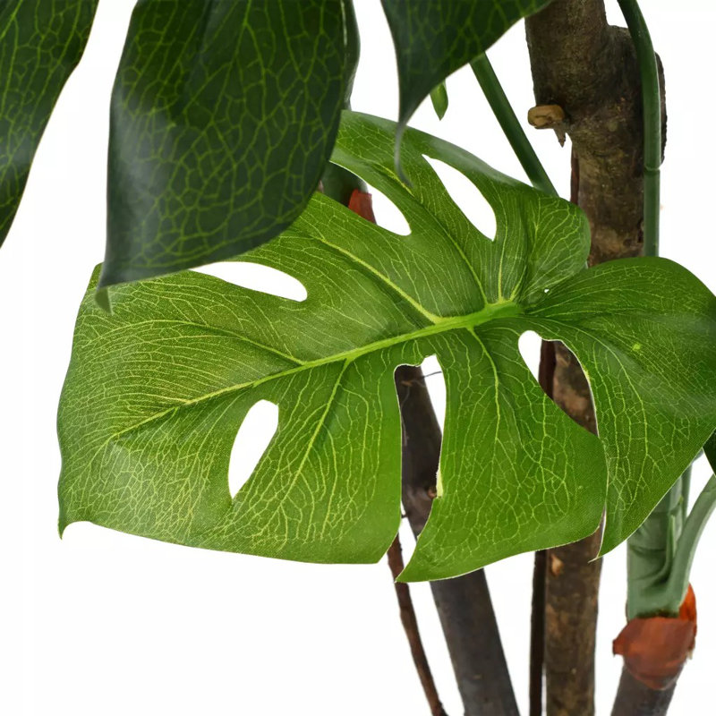 Monstera Floor Foliage Plant in Pot, 45 H x 11 W x 11 D cm
