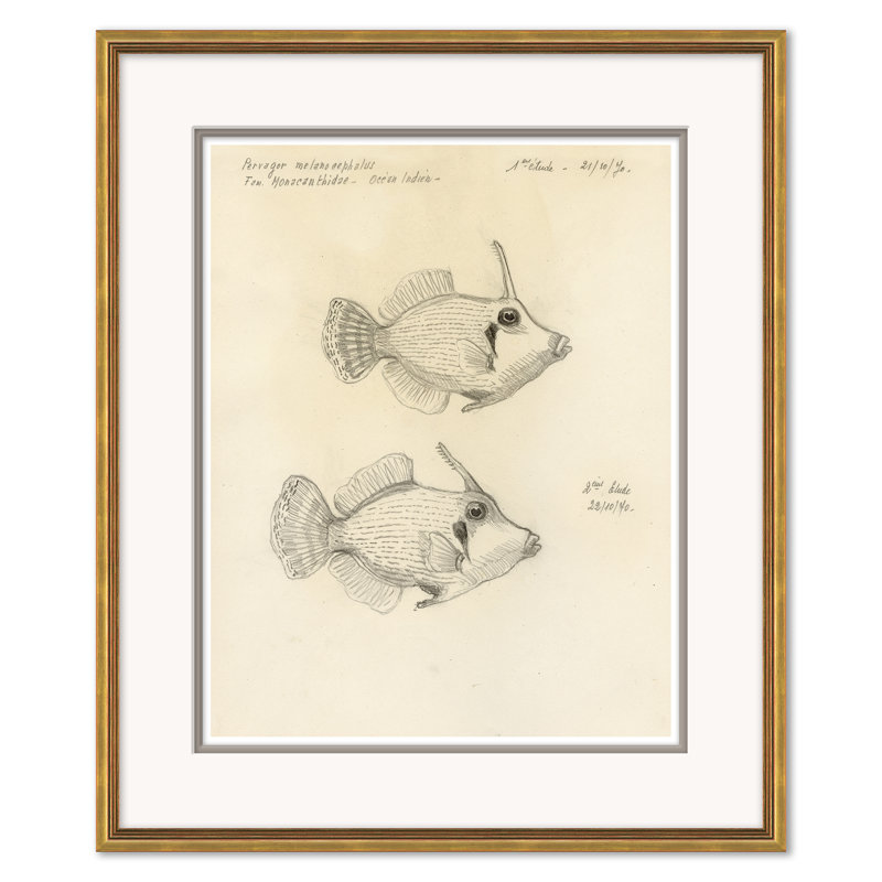 Odd Fish Giclee Print by Marcel Bourgeois