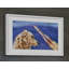 Dog Watches Takeoff - Print on Canvas-20115910