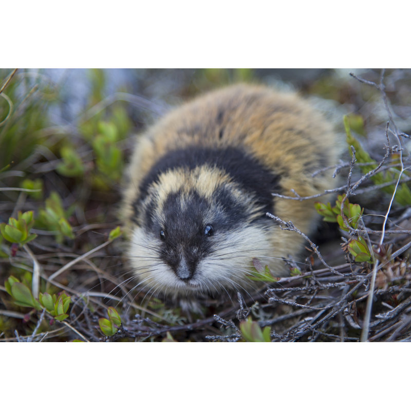 Lemming by Tinieder - Wrapped Canvas Print, 30cm H x 46cm W