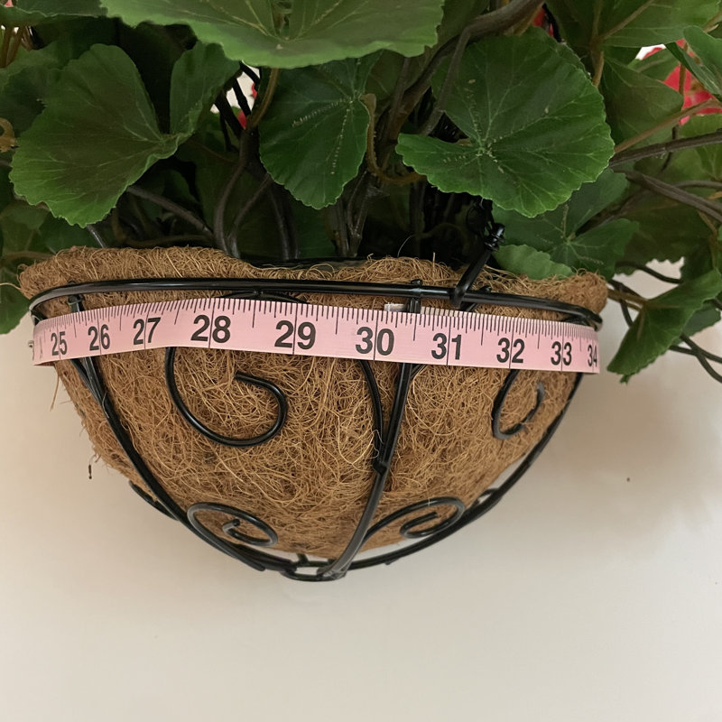 Geranium Hanging Basket
