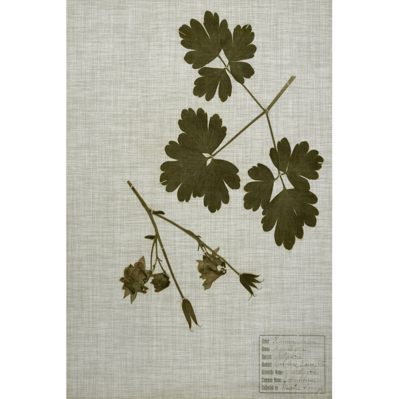 Pressed Leaves On Linen I by Vision Studio - Wrapped Canvas Print, 46cm H x 30cm W x 3.8cm D