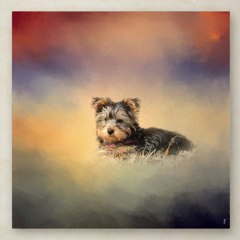 Yorkie Loving The Leaves Canvas Print in Warm Tones