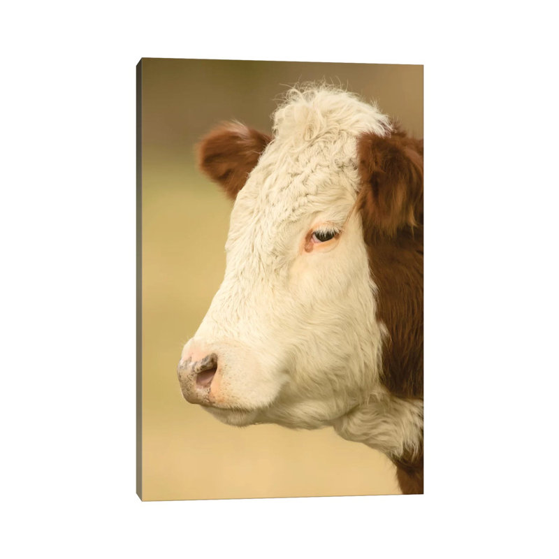 Close-Up Portrait Of A Hereford Cow In A Pasture, La Conner, Washington, USA by Janet Horton - Wrapped Canvas Print