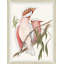 Cocatoo 2 Framed Print