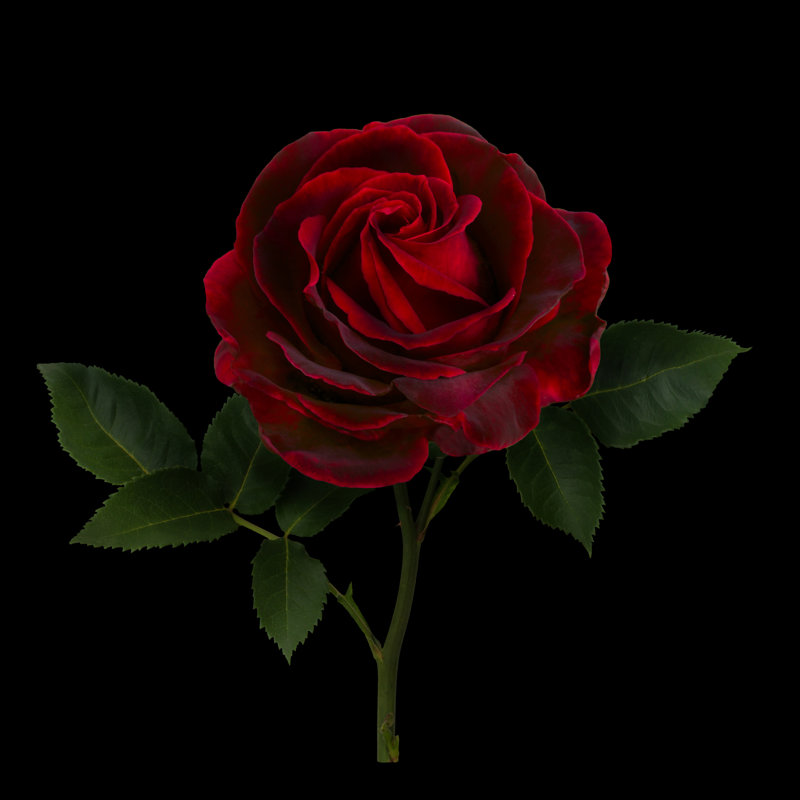 Tabares Dark Red Rose by Alesikka - Wrapped Canvas Print, 51cm H x 51cm W x 3.8cm D