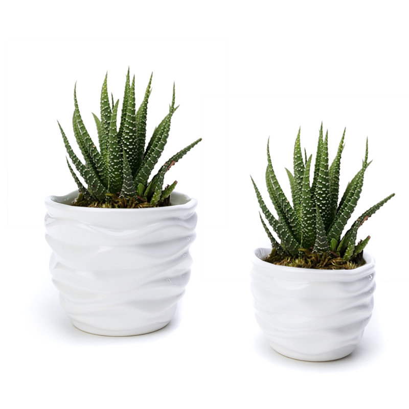 Davidjunior Ceramic Pot Planter