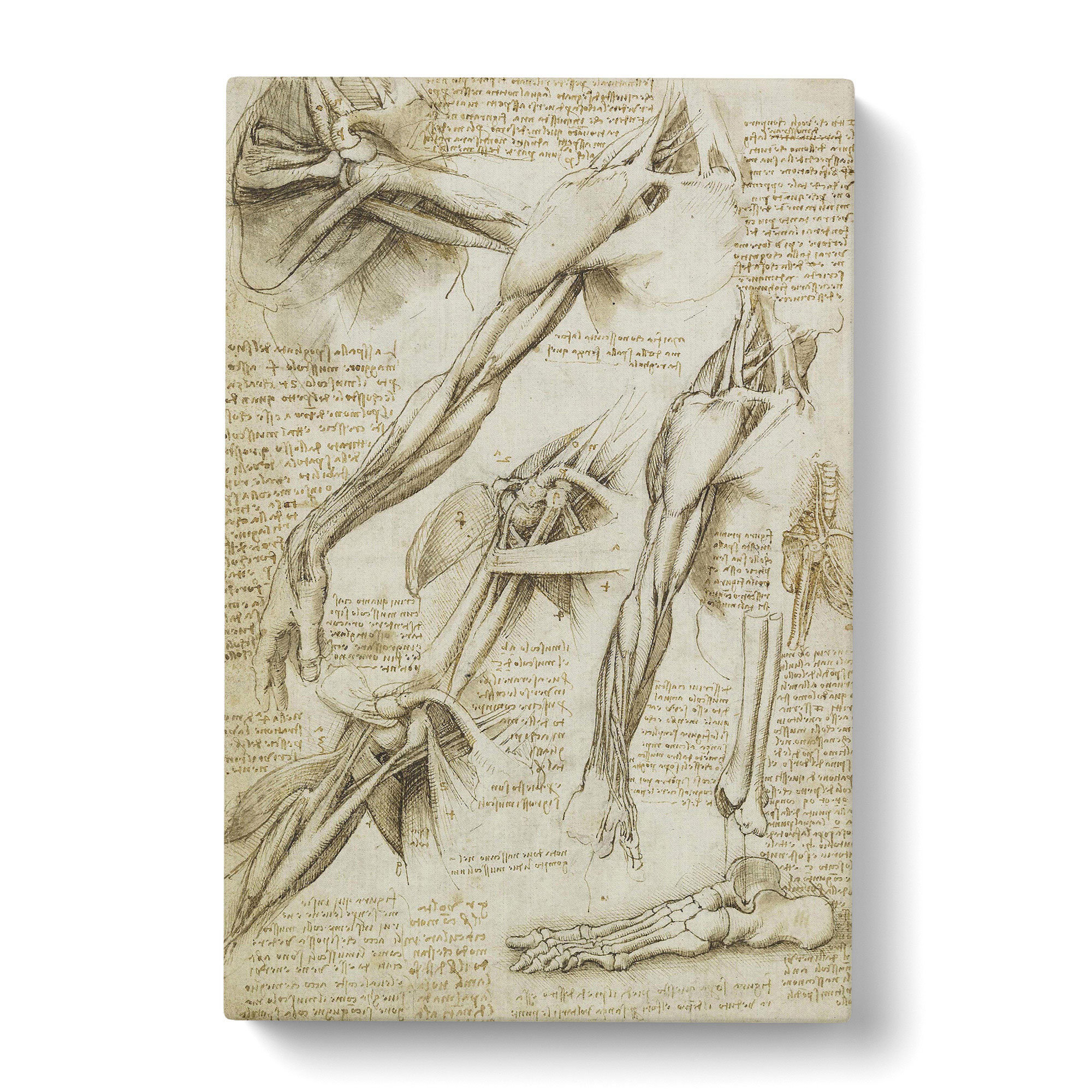 East Urban Home Human Anatomy Vol.1 by Leonardo Da Vinci - Wrapped ...