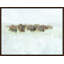 The Herd Painting by Mark Sargent-65351922