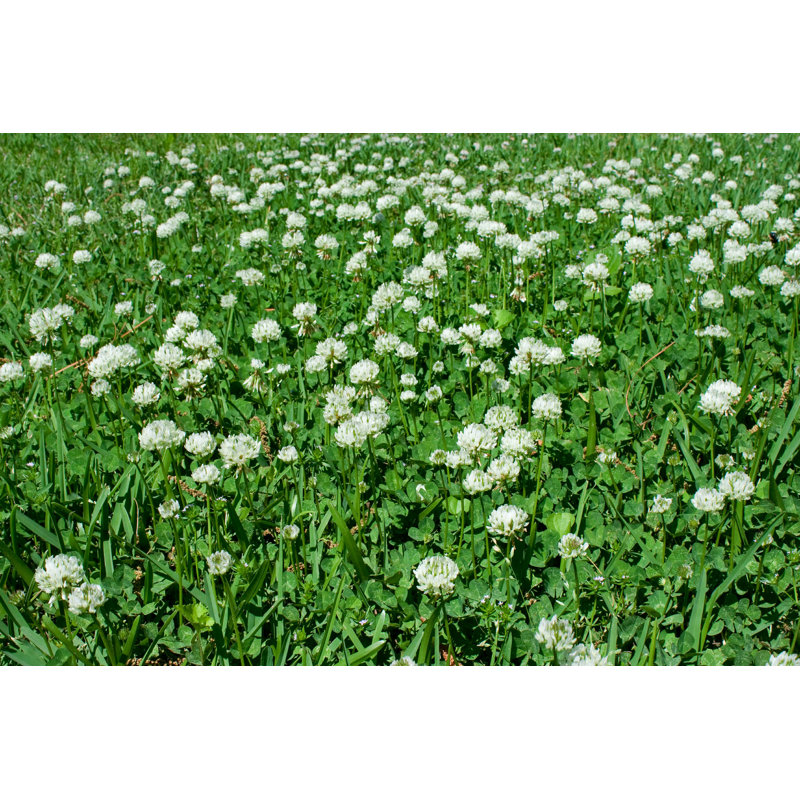 Clover Patch - Photographie sur toile tendue, H 8 po x l 12 po
