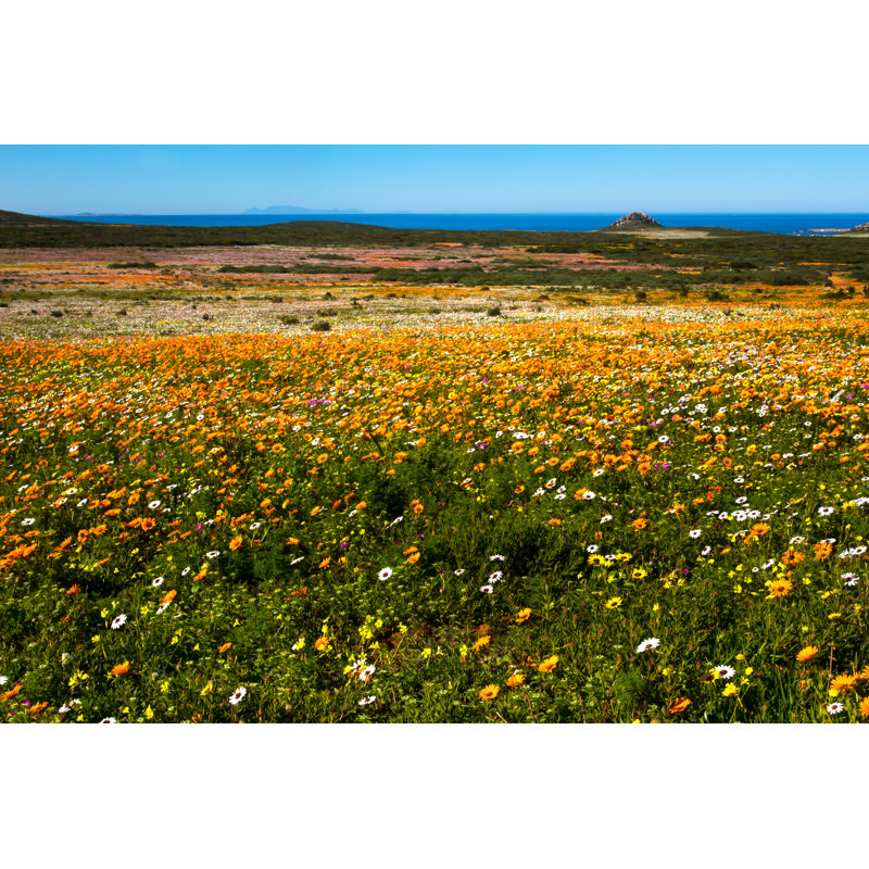 Colored Daisies by Geoffsp - Wrapped Canvas Print, 30cm H x 46cm W