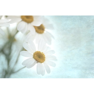 " Daisy Love I " by Judy Stalus