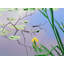 Iris And Lily Pad Design Print by Bruce Heinemann