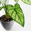 40cm Faux Plant in Planter