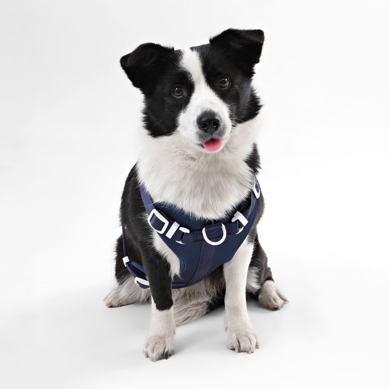 Harnais pour animal de compagnie Arlo, Marine, 37" W x 37" D