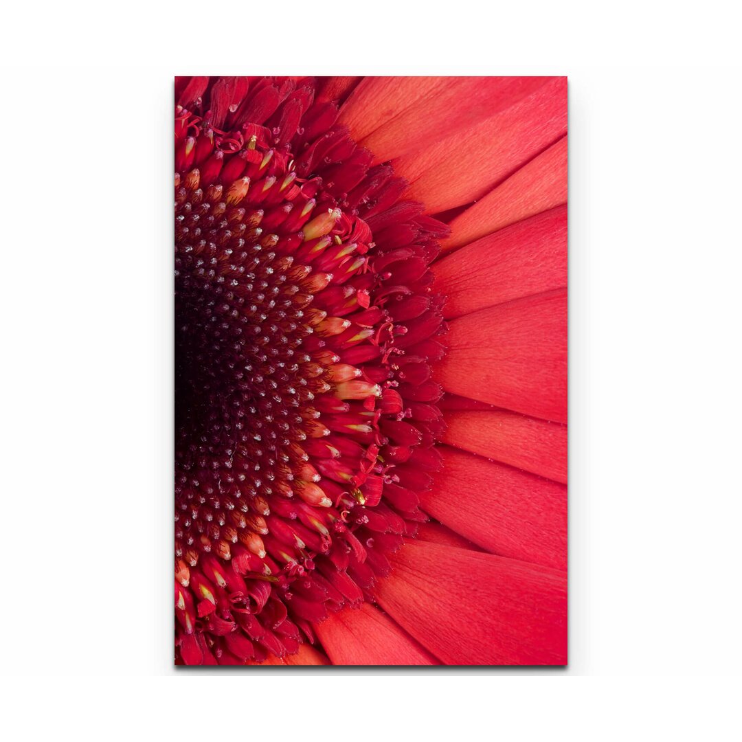 Leinwandbild Wunderschöne rote Gerbera – Nahaufnahme