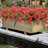 Mixed Assortment Arrangement-1616388581