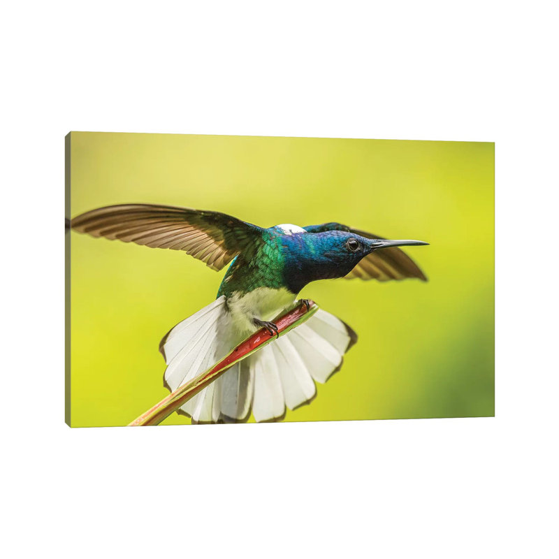 Costa Rica, Sarapique River Valley. Male White-Necked Jacobin With Wing Stretch. by Jaynes Gallery - Wrapped Canvas Print