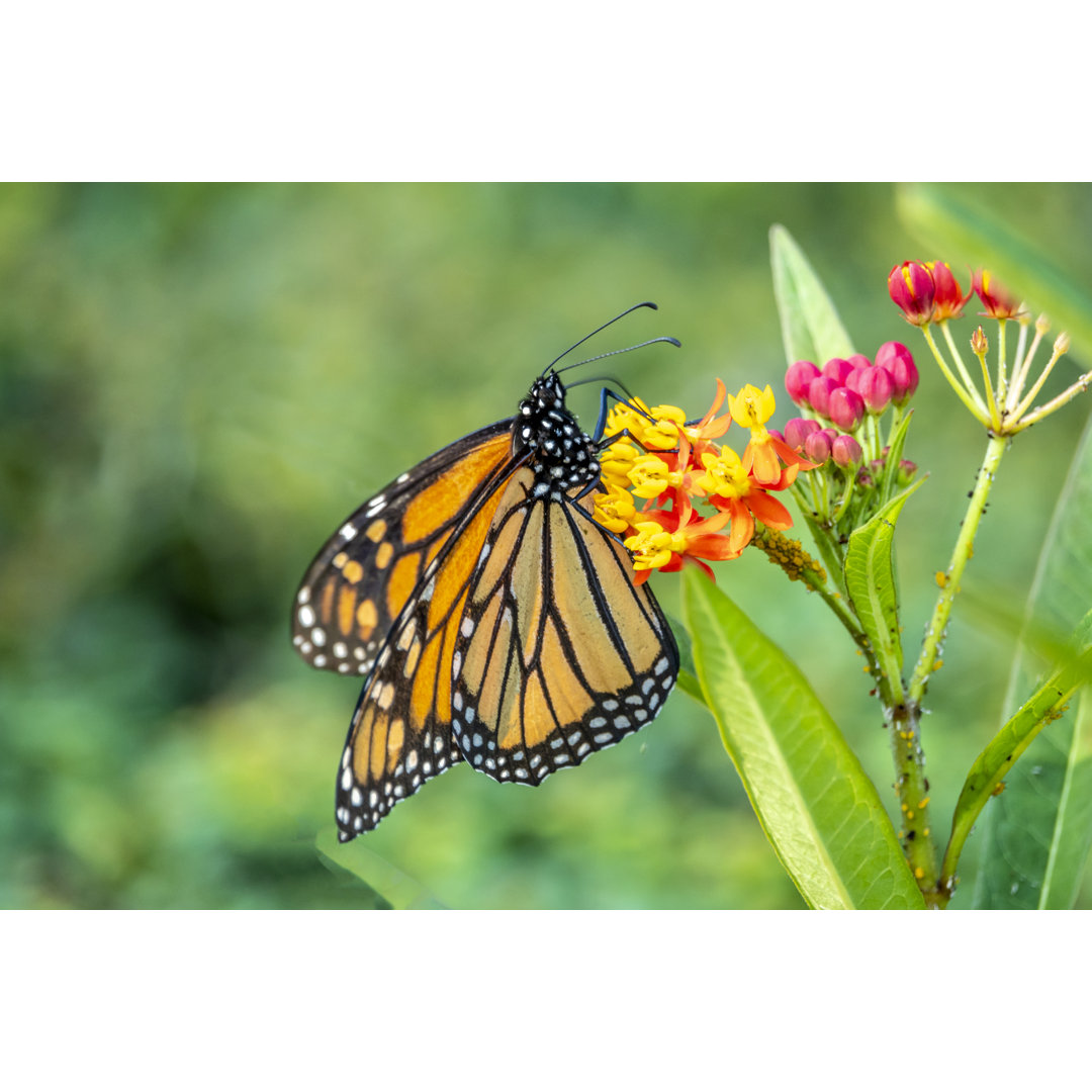 Monarchfalter von Johnandersonphoto - Drucken