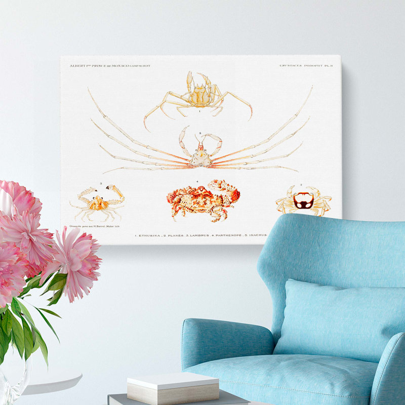 Crab Varieties by Albert I - Wrapped Canvas Painting, 40cm H x 60cm W x 3cm D
