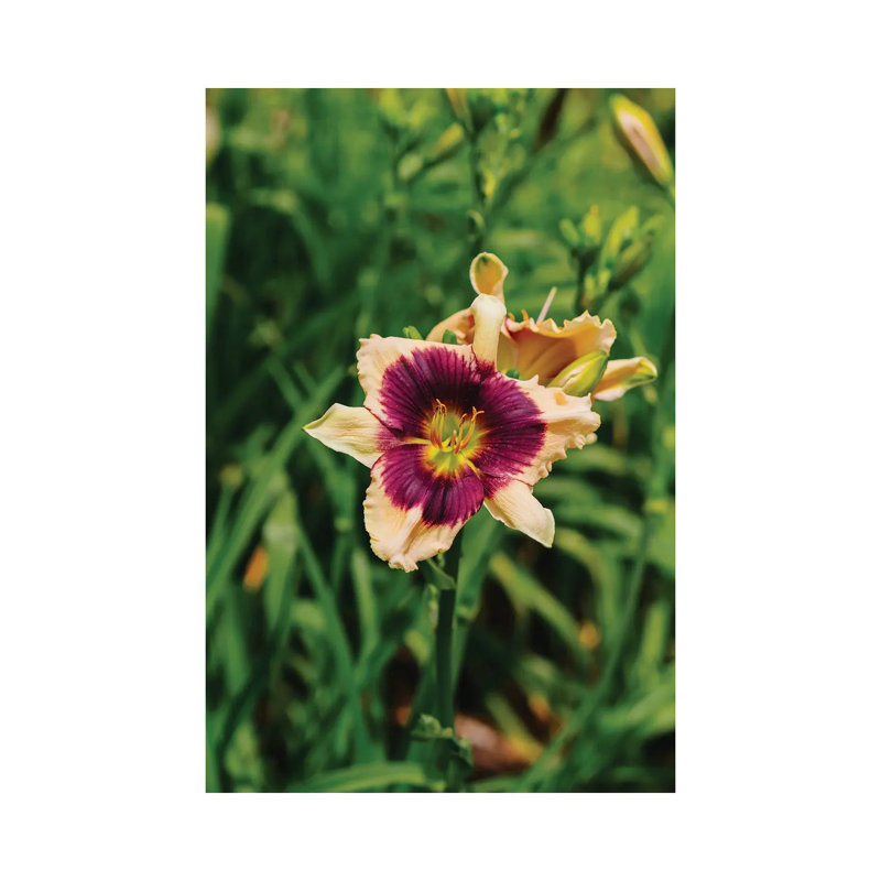 Daylily Garden V 1 Piece Wall Art on Canvas, 101.6cm H x 66.04cm W x 3.81cm D, Wrapped Canvas
