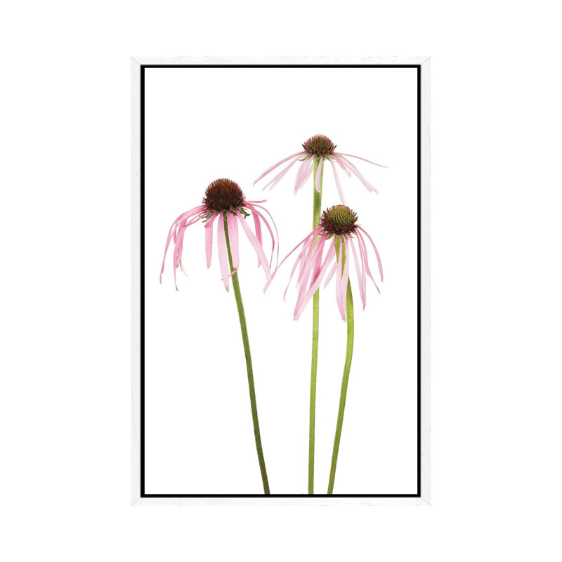Pale Purple Coneflowers. Marion County, Illinois, USA. 1 Piece Wall Art on Canvas, 66.04 cm H x 45.72 cm W, White Framed