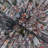 Aerial View Of Buenos Aires - Wrapped Canvas Print-1569361807