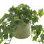 Ivy Plant