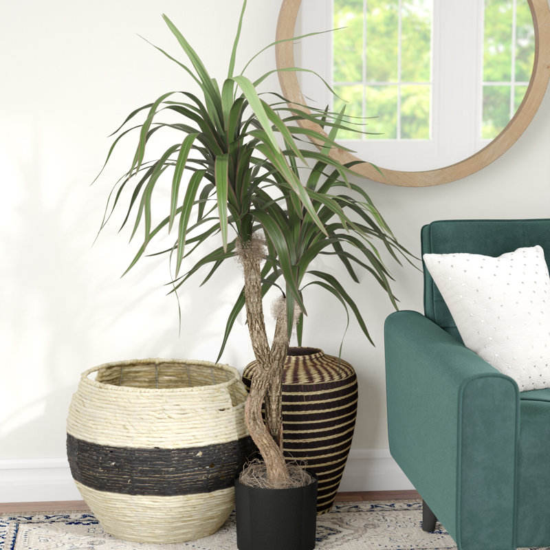 Maryellen Green Bush Tree in Pot