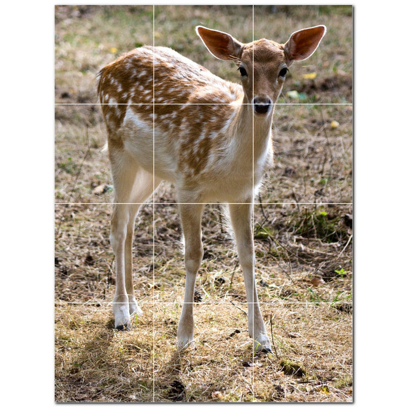 Photo de cerf 4,25 x 4,25