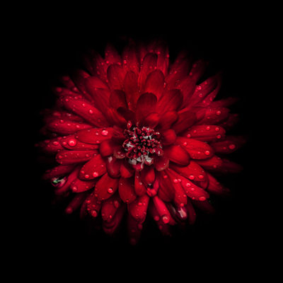 Red Mum by Brian Carson - Wrapped Canvas Art Prints