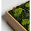 Moss Plant in Wood Freestanding