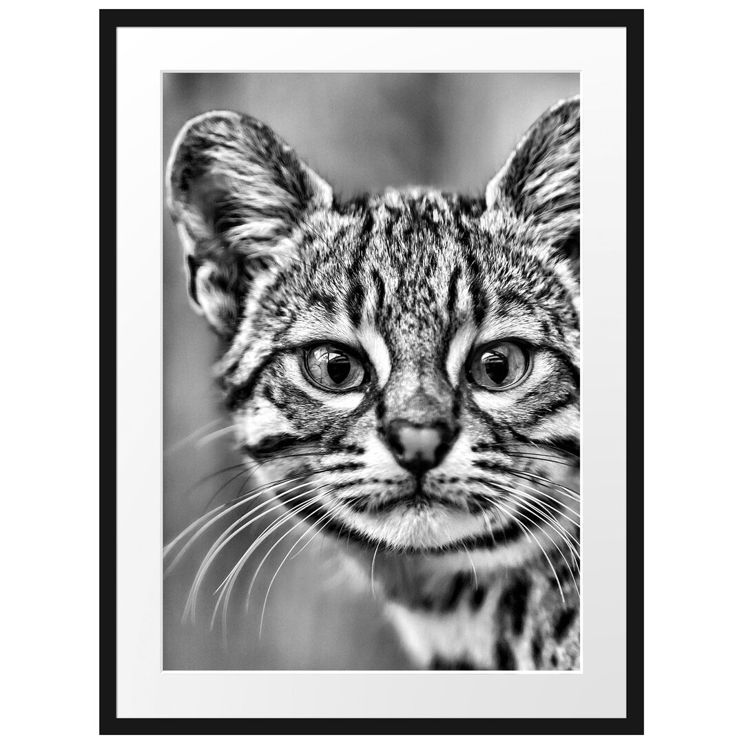 Gerahmtes Poster Kleine Bengalkatze