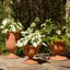 Villa Chalice Vase-Terracotta-1026462817