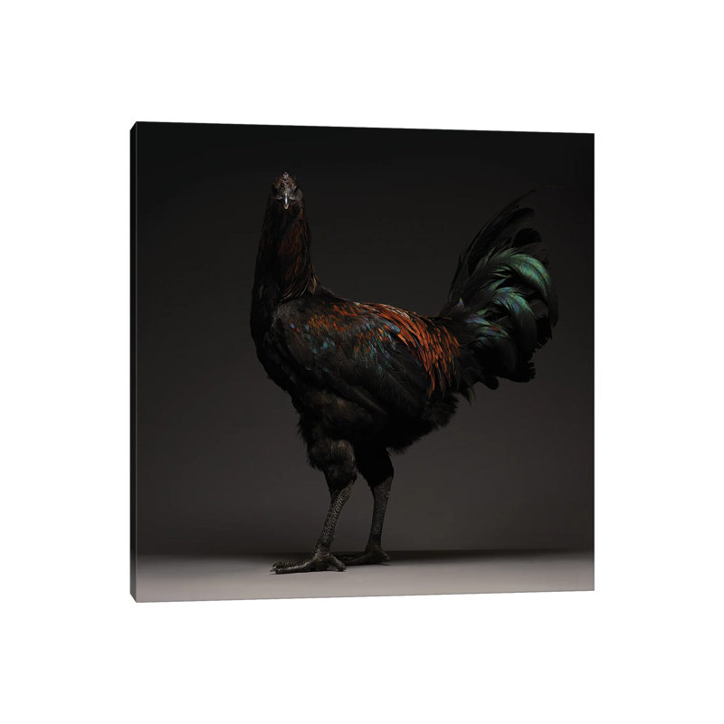 Liege Fighter by CHICken - Wrapped Canvas Print, 45.72 cm H x 45.72 cm W x 1.91 cm D