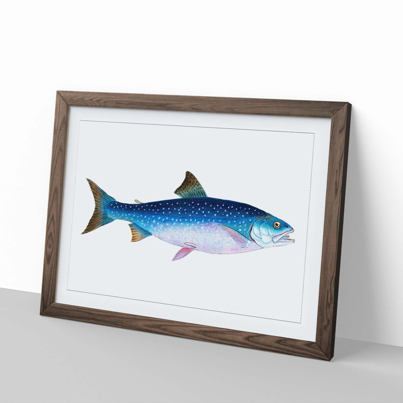 Alpine Charr Fish by Edward Donovan - Single Picture Frame Painting, 24cm H x 33cm W x 2cm D, Walnut Framed