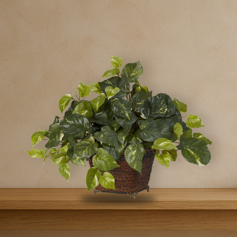 Pothos with Coiled Rope Planter Silk Plant