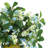 Mixed Budding Stems in Decorative Vase