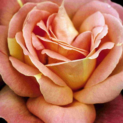 Rose corail