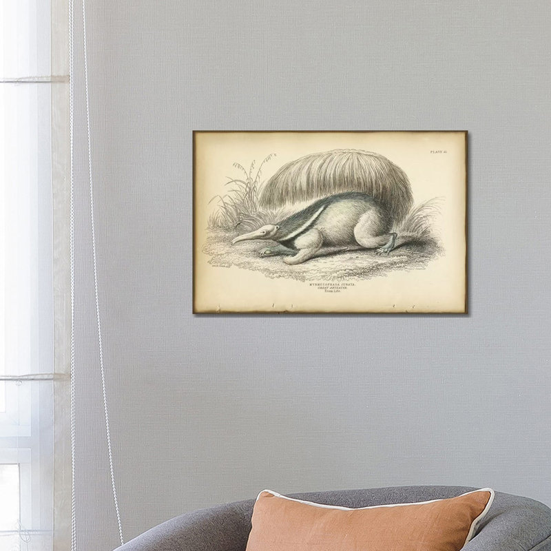 Great Anteater by PI Collection - Wrapped Canvas Painting, 66.04 cm H x 45.72 cm W x 1.91 cm D
