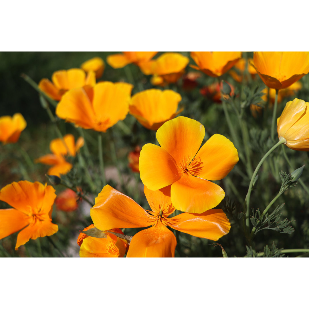 Gelbe Blumen der Eschscholzia Californica von Vaivirga - Leinwanddrucke