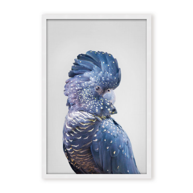 Nature Inspired Black Cockatoo by  - Picture Frame Photograph on Paper, 24" H x 16" W x 1.125" D, Framed Matted Print, Black