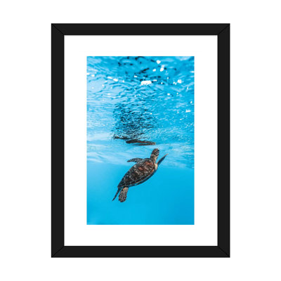 «Under Water Little Turtle» par James Vodicka - reproduction imprimée