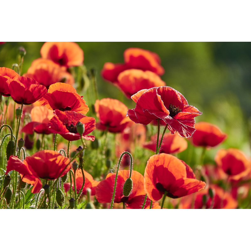 Poppies Field 1 Piece Wrapped Canvas Wall Art, 61cm H x 91cm W