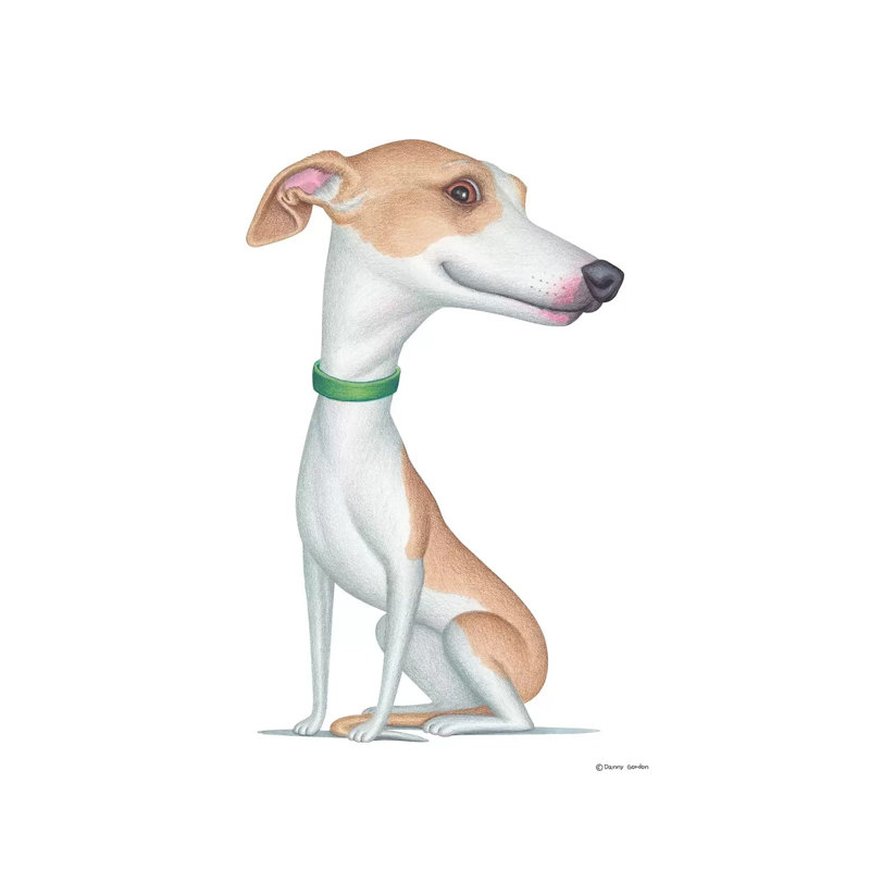 Whippet, H 18 po x l 12 po x 1,5 po
