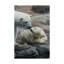 « polar bear sleep », reproduction de photo sur toile tendue-26858262