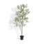 7FT Whispy Olive Tree in Grower Pot