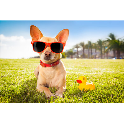 " Dog Relaxing On Grass "